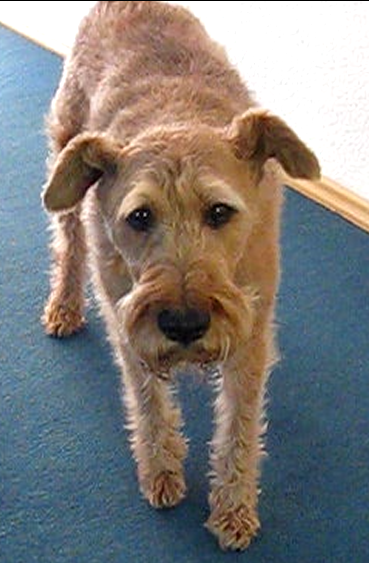 Irish-Terrier Buffy / Lahmen Vorderlauf rechts / Alternative Behandlung